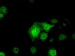 Serine racemase Antibody in Immunocytochemistry (ICC/IF)