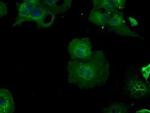 BHMT Antibody in Immunocytochemistry (ICC/IF)