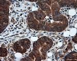 TPMT Antibody in Immunohistochemistry (Paraffin) (IHC (P))