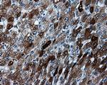 TPMT Antibody in Immunohistochemistry (Paraffin) (IHC (P))