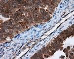 TPMT Antibody in Immunohistochemistry (Paraffin) (IHC (P))