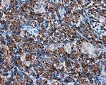 TPMT Antibody in Immunohistochemistry (Paraffin) (IHC (P))