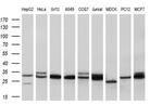 TPMT Antibody in Western Blot (WB)