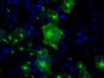 SIL1 Antibody in Immunocytochemistry (ICC/IF)