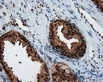 SIL1 Antibody in Immunohistochemistry (Paraffin) (IHC (P))