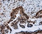 SIL1 Antibody in Immunohistochemistry (Paraffin) (IHC (P))