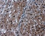 SIL1 Antibody in Immunohistochemistry (Paraffin) (IHC (P))