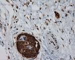 SIL1 Antibody in Immunohistochemistry (Paraffin) (IHC (P))