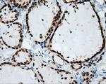 SIL1 Antibody in Immunohistochemistry (Paraffin) (IHC (P))