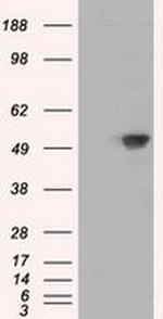 SIL1 Antibody in Western Blot (WB)