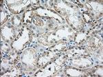 RF1ML Antibody in Immunohistochemistry (Paraffin) (IHC (P))