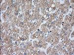 RF1ML Antibody in Immunohistochemistry (Paraffin) (IHC (P))