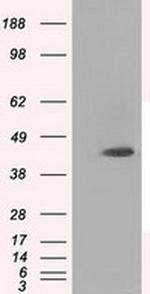 RF1ML Antibody in Western Blot (WB)