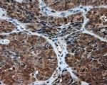 NPR3 Antibody in Immunohistochemistry (Paraffin) (IHC (P))