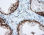 NPR3 Antibody in Immunohistochemistry (Paraffin) (IHC (P))