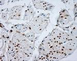 NPR3 Antibody in Immunohistochemistry (Paraffin) (IHC (P))