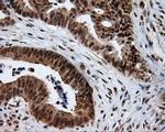 NPR3 Antibody in Immunohistochemistry (Paraffin) (IHC (P))