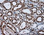 NPR3 Antibody in Immunohistochemistry (Paraffin) (IHC (P))