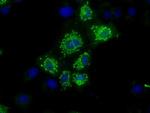 NIT1 Antibody in Immunocytochemistry (ICC/IF)