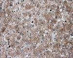 TPMT Antibody in Immunohistochemistry (Paraffin) (IHC (P))