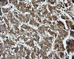 TPMT Antibody in Immunohistochemistry (Paraffin) (IHC (P))