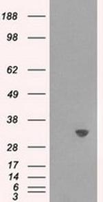 TPMT Antibody in Western Blot (WB)