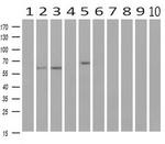 RIC8A Antibody in Western Blot (WB)