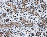 SHC Antibody in Immunohistochemistry (Paraffin) (IHC (P))