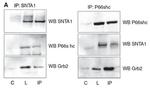 SHC Antibody in Western Blot (WB)