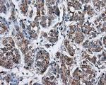 NPR3 Antibody in Immunohistochemistry (Paraffin) (IHC (P))