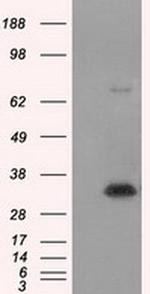 NIT1 Antibody in Western Blot (WB)