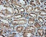 TUBA8 Antibody in Immunohistochemistry (Paraffin) (IHC (P))