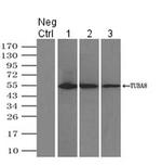 TUBA8 Antibody in Immunoprecipitation (IP)