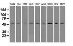 TUBA8 Antibody in Western Blot (WB)