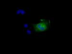 NIT2 Antibody in Immunocytochemistry (ICC/IF)