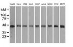 DAPK2 Antibody in Western Blot (WB)