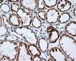 NME4 Antibody in Immunohistochemistry (Paraffin) (IHC (P))