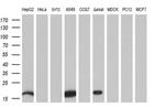 NME4 Antibody in Western Blot (WB)