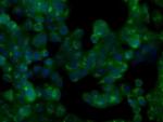 NIT2 Antibody in Immunocytochemistry (ICC/IF)