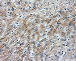 NIT2 Antibody in Immunohistochemistry (Paraffin) (IHC (P))