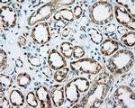 DNTTIP1 Antibody in Immunohistochemistry (Paraffin) (IHC (P))