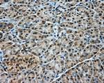 DNTTIP1 Antibody in Immunohistochemistry (Paraffin) (IHC (P))