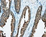 DNTTIP1 Antibody in Immunohistochemistry (Paraffin) (IHC (P))