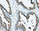 DNTTIP1 Antibody in Immunohistochemistry (Paraffin) (IHC (P))