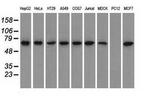 GPI Antibody in Western Blot (WB)