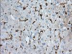 ALDH3A1 Antibody in Immunohistochemistry (Paraffin) (IHC (P))