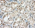 cGKI Antibody in Immunohistochemistry (Paraffin) (IHC (P))