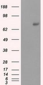 cGKI Antibody in Western Blot (WB)