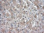 GPI Antibody in Immunohistochemistry (Paraffin) (IHC (P))