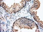 GPI Antibody in Immunohistochemistry (Paraffin) (IHC (P))